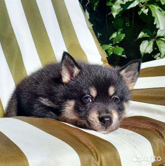 Помски девочка той