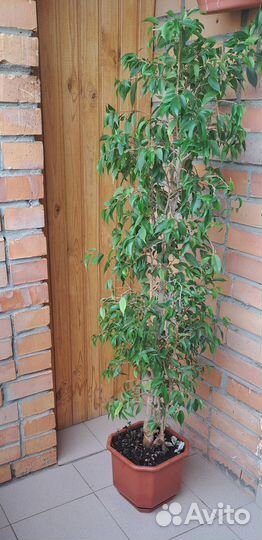 Фикус бенджамина