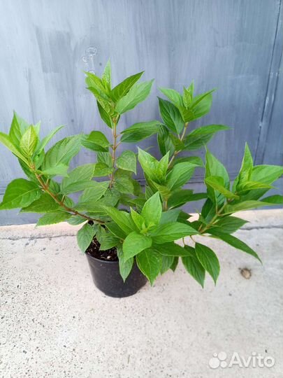 Гортензия метельчатая Граффити