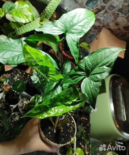 Сингониум Империал