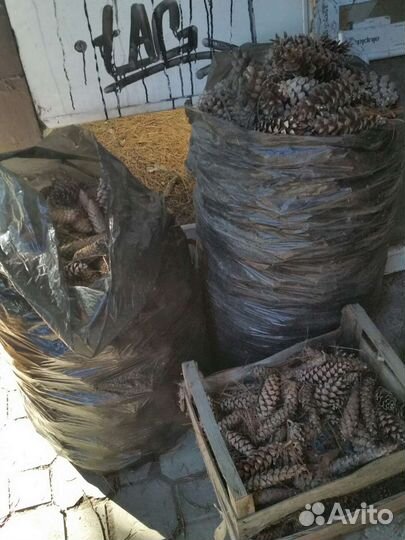 Шишки сосновые.еловые