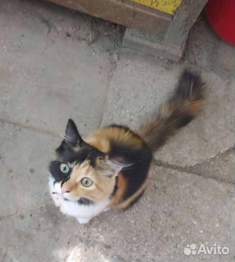 Отдам бесплатно животные