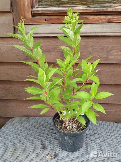 Гортензия Бонфайр (кровавая мэри)