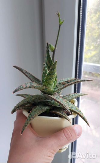 Алоэ сортовые