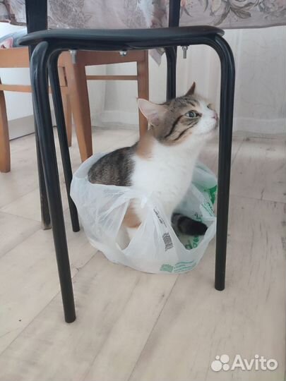 Кошка в добрые руки бесплатно