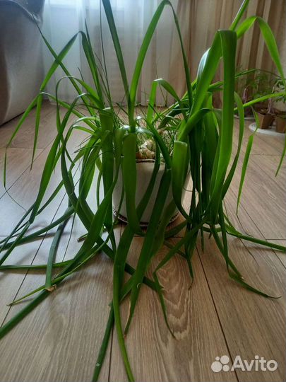 Индийский Лук Лечебный для суставов