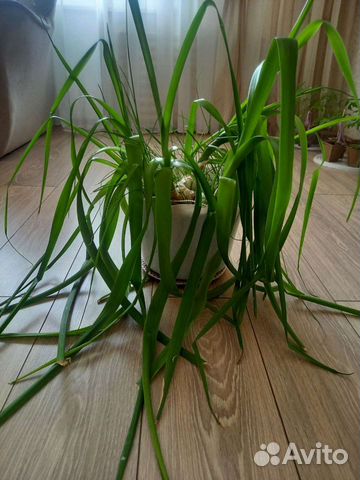 Индийский Лук Лечебный для суставов