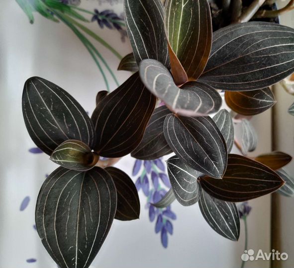 Орхидея Лудизия Дисколор