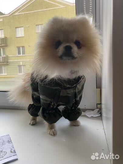 Померанский шпиц мальчик