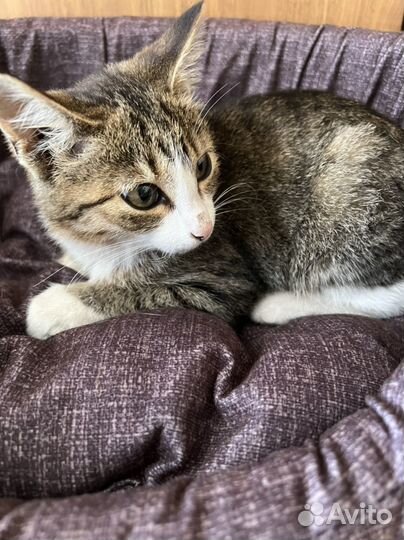 Европейская