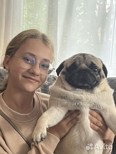 Выгул собак, зооняня, передержка собак и кошек