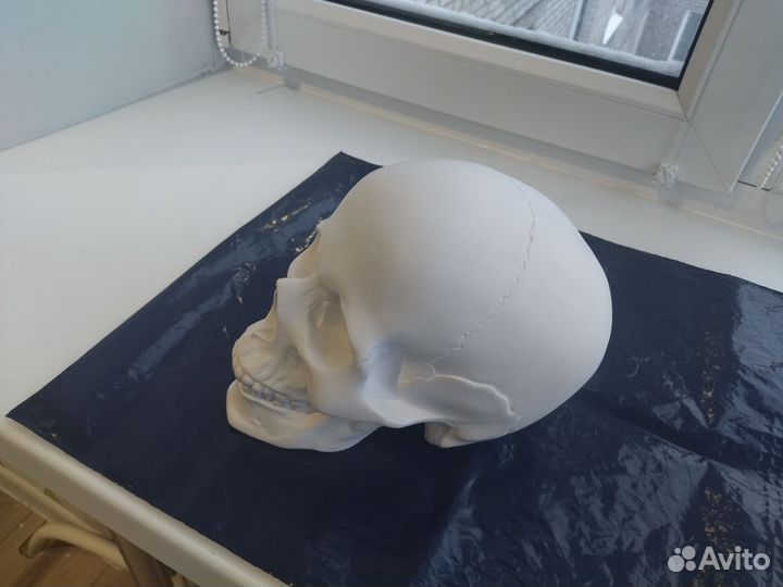 Череп гипсовый