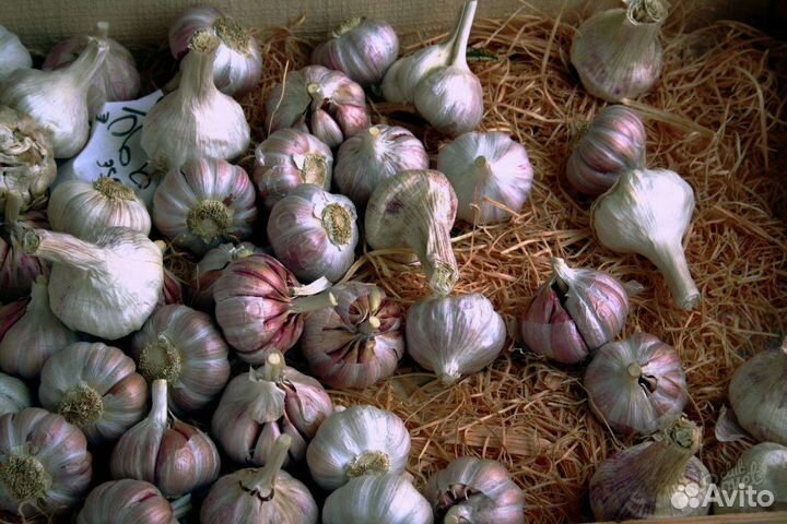 Чеснок домашний