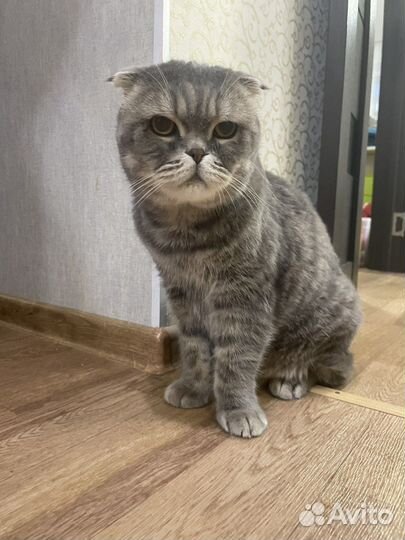 Шотландская