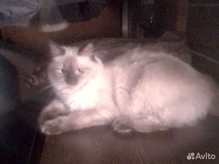 Кошечки/невские