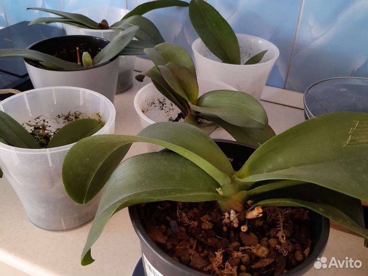 Дендробиум фаленопсис