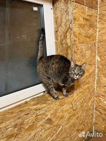 Кошка без лапы ищет дом