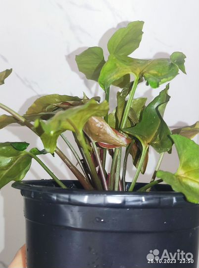 Сингониумы разные