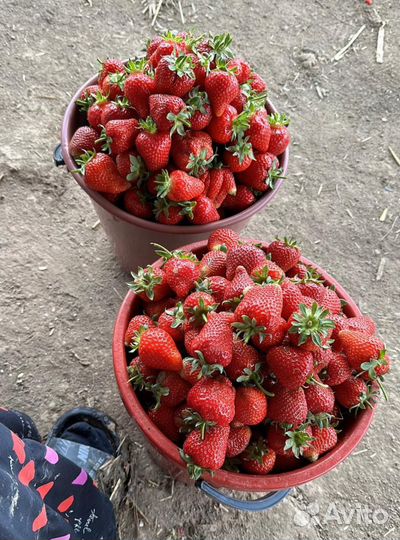 Свежая клубника