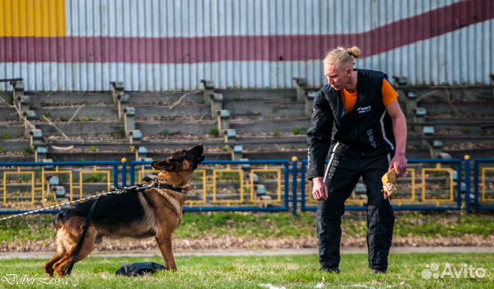 Дрессировка собак. Подготовка к выставкам