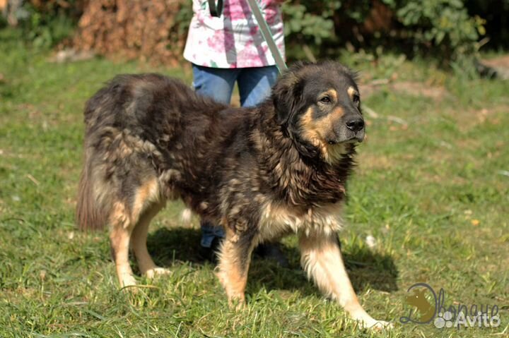 Настоящий охранник Бурят ищет дом