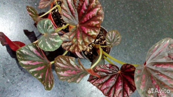 Бегонии Кейн