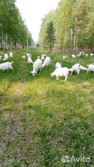 Козы дойные