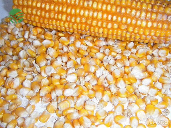 Семена гибридов кукурузы и подсолнечника