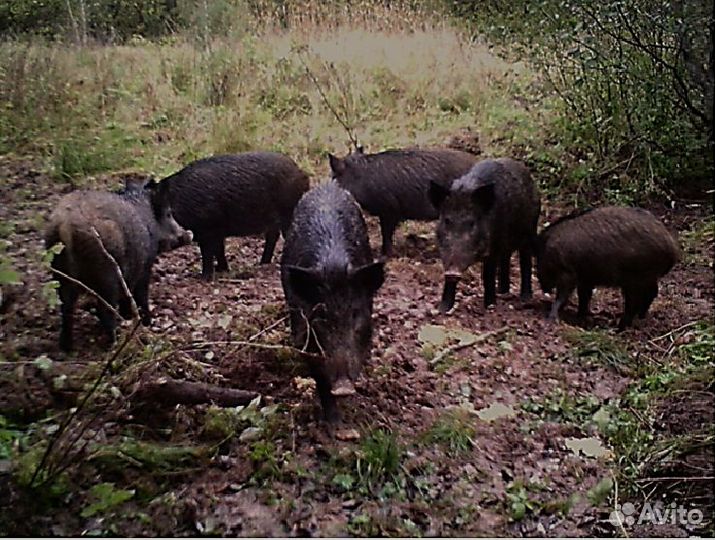 Охота на кабана