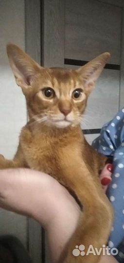 Абиссинская