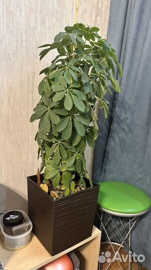 Шефлера с горшком