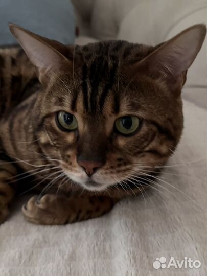 Бенгальская кошка