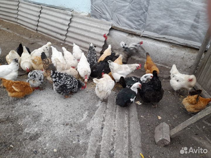 Куры мясо яичные (цыплята)