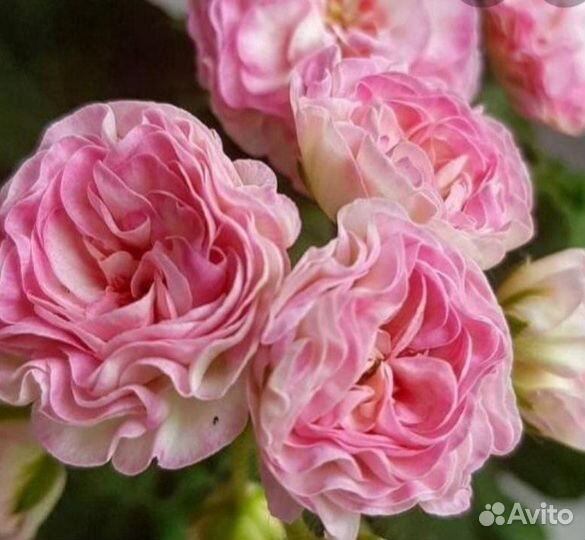 Пеларгония герань сортовая