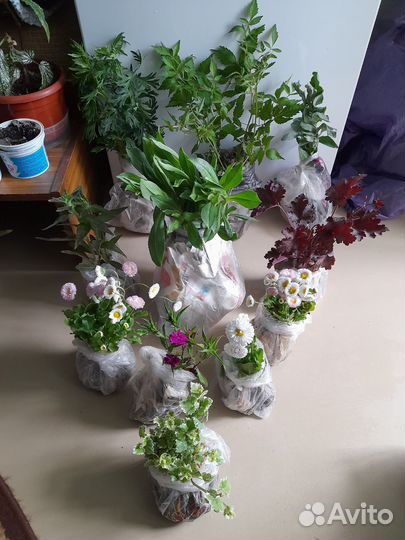 Дачные многолетние цветы