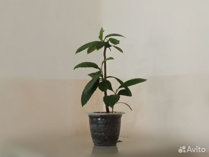 Комнатное растение мушмула