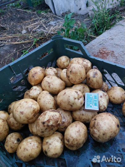 Картофель молодой