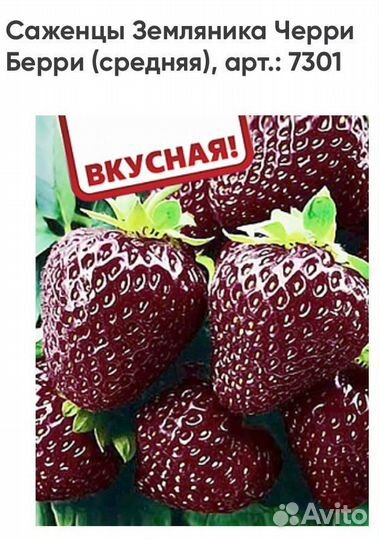 Клубника Черри Берри