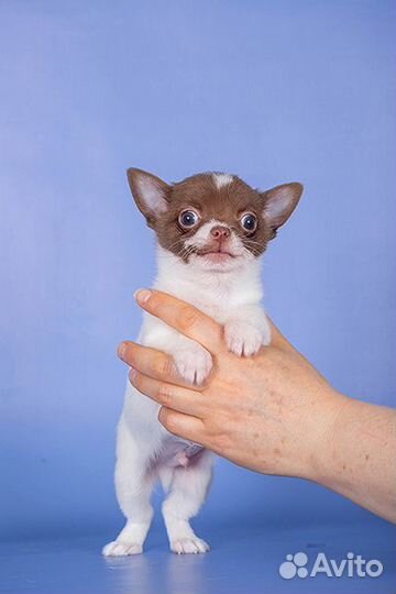 Щенки чихуахуа