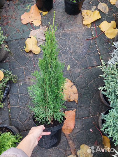 Туя смарагд