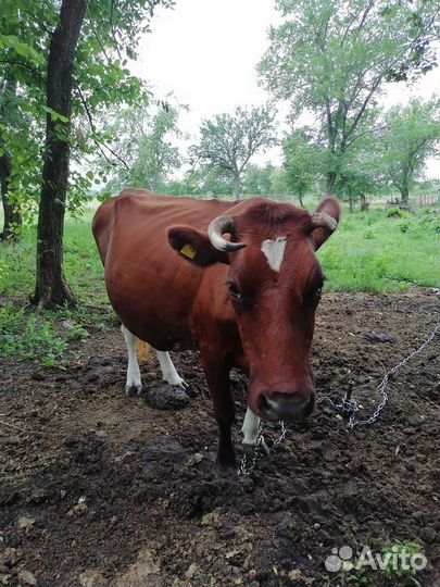Корова и тёлочка