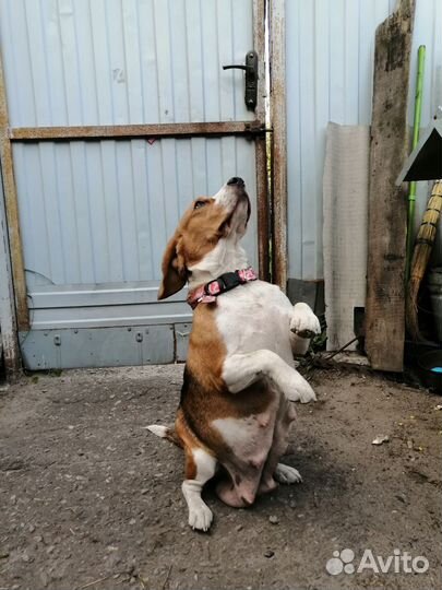 Щенки бигль