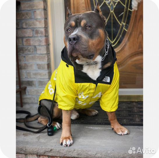 Одежда для собак 43см