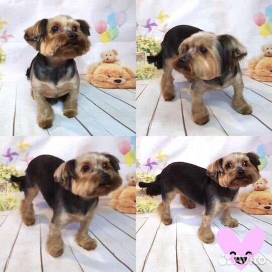 Стрижка собак (груминг) - йорки