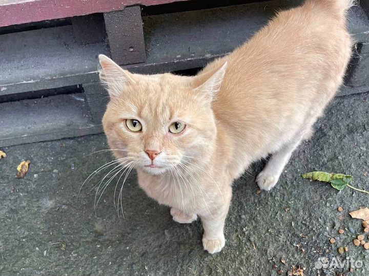 Кот в самые добрые руки