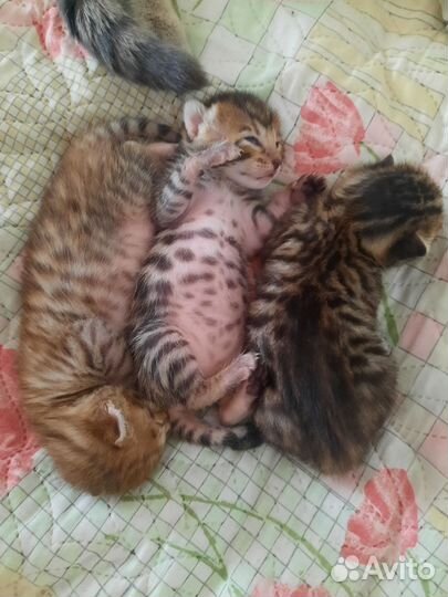 Бенгальские котята
