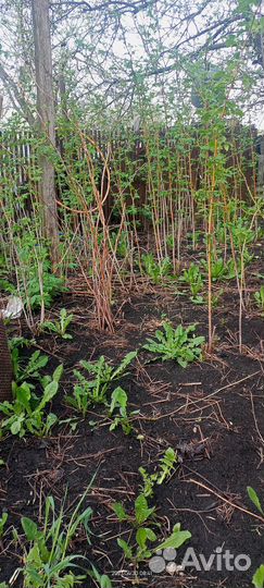 Малина новость Кузьмина.и отростки