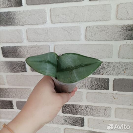 Сциндапсус мунлайт