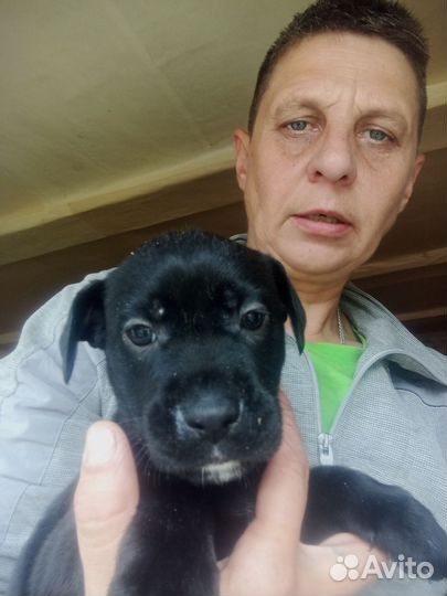 Отдам в добрые руки щенков