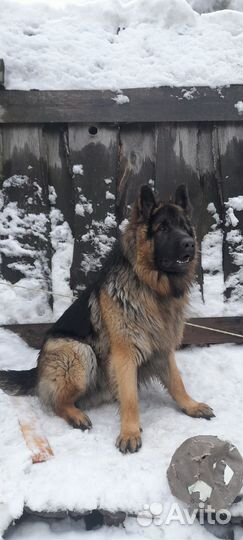 Немецкая овчарка вязка кобель